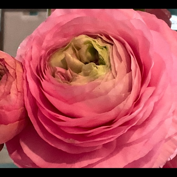 Meet your Posher, Amanda - Picture 4 of 9